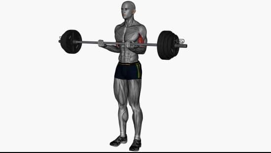 Barbell biceps curl normal grip