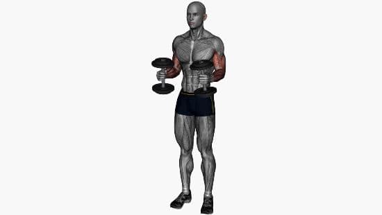 Simultaneous hammer curl dumbbells