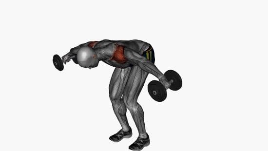 Bent over rear delt fly dumbell